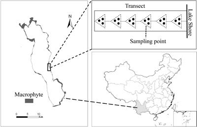 Littoral Slope, Water Depth and Alternative Response Strategies to Light Attenuation Shape the Distribution of Submerged Macrophytes in a Mesotrophic Lake